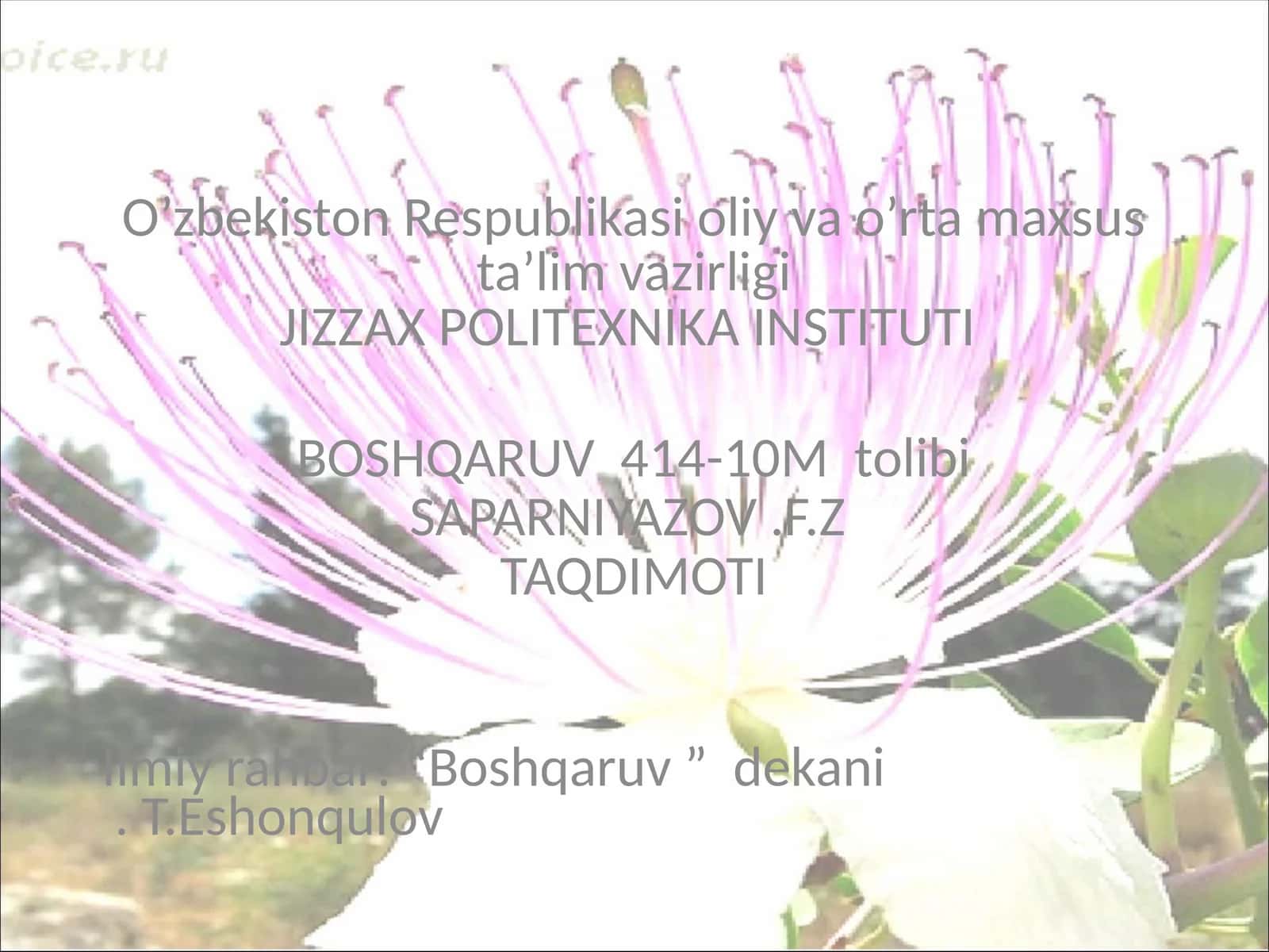 Kovil (Capparis spinosaL) tikanli buta