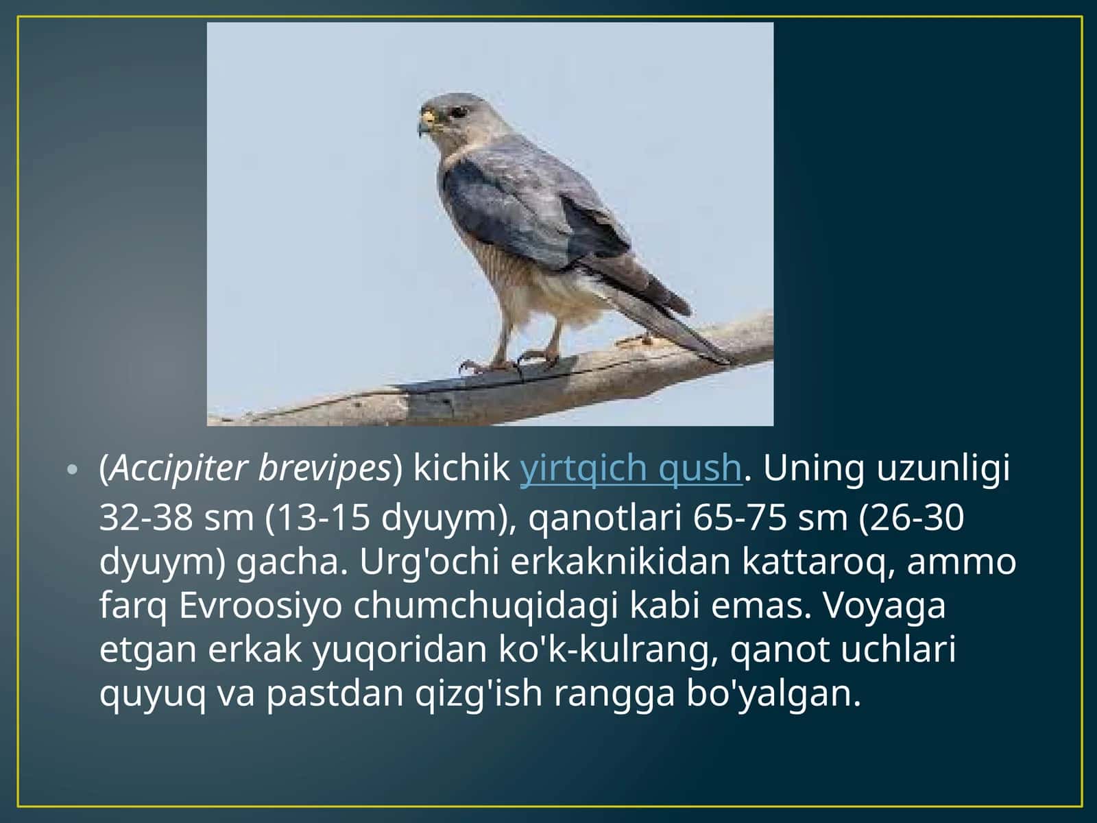 Accipiter brevipes kichik yirtqich qush