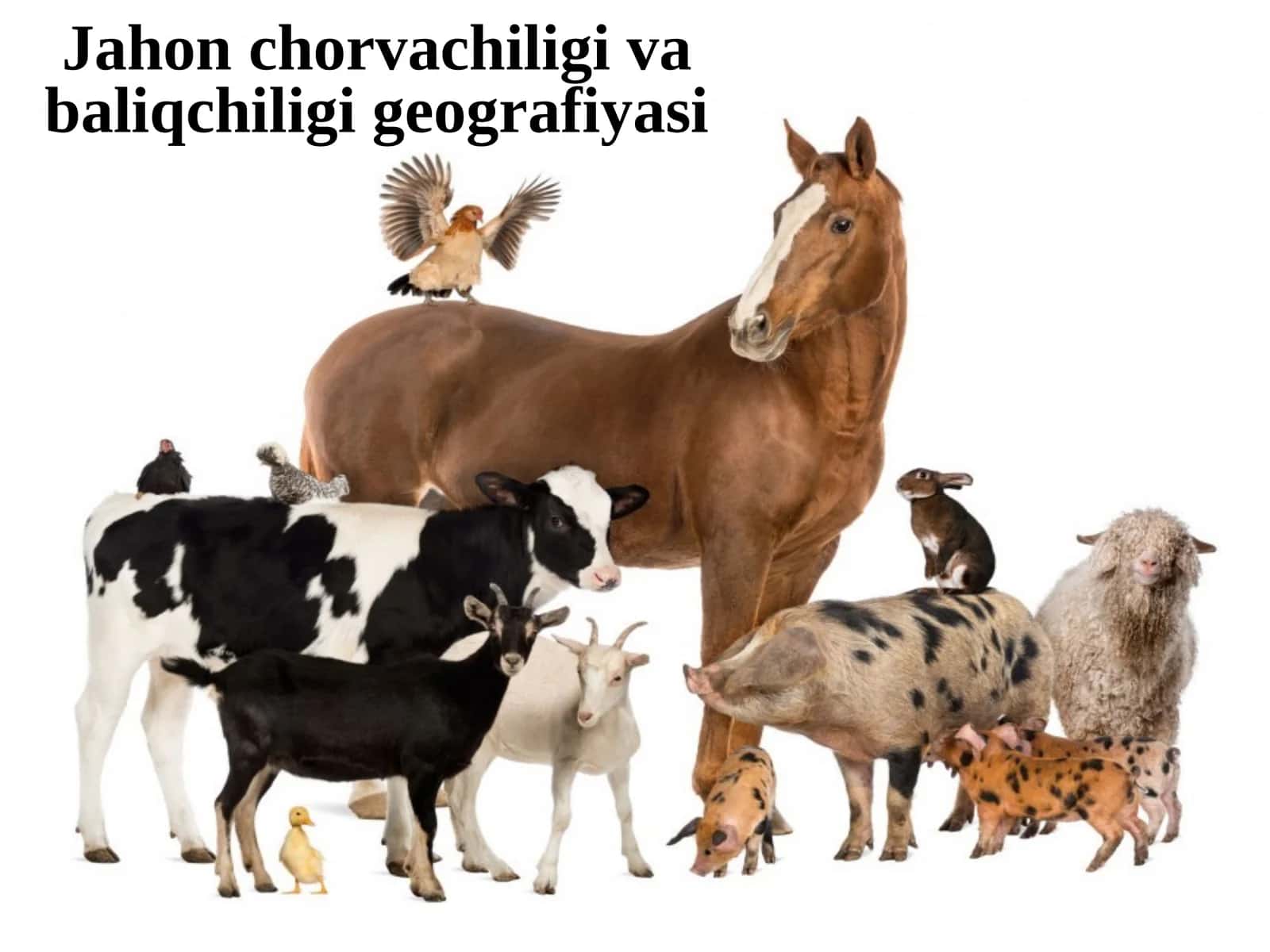 Jahon chorvachiligi va baliqchiligi geografiyasi