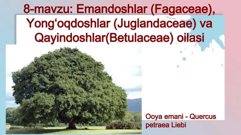 Emandoshlar (Fagaceae), Yong‘oqdoshlar (Juglandaceae) va Qayindoshlar(Betulaceae) oilasi