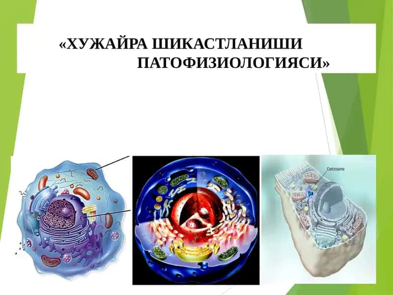 ХУЖАЙРА ШИКАСТЛАНИШИ ВА ФИЗИОЛОГИЯСИ