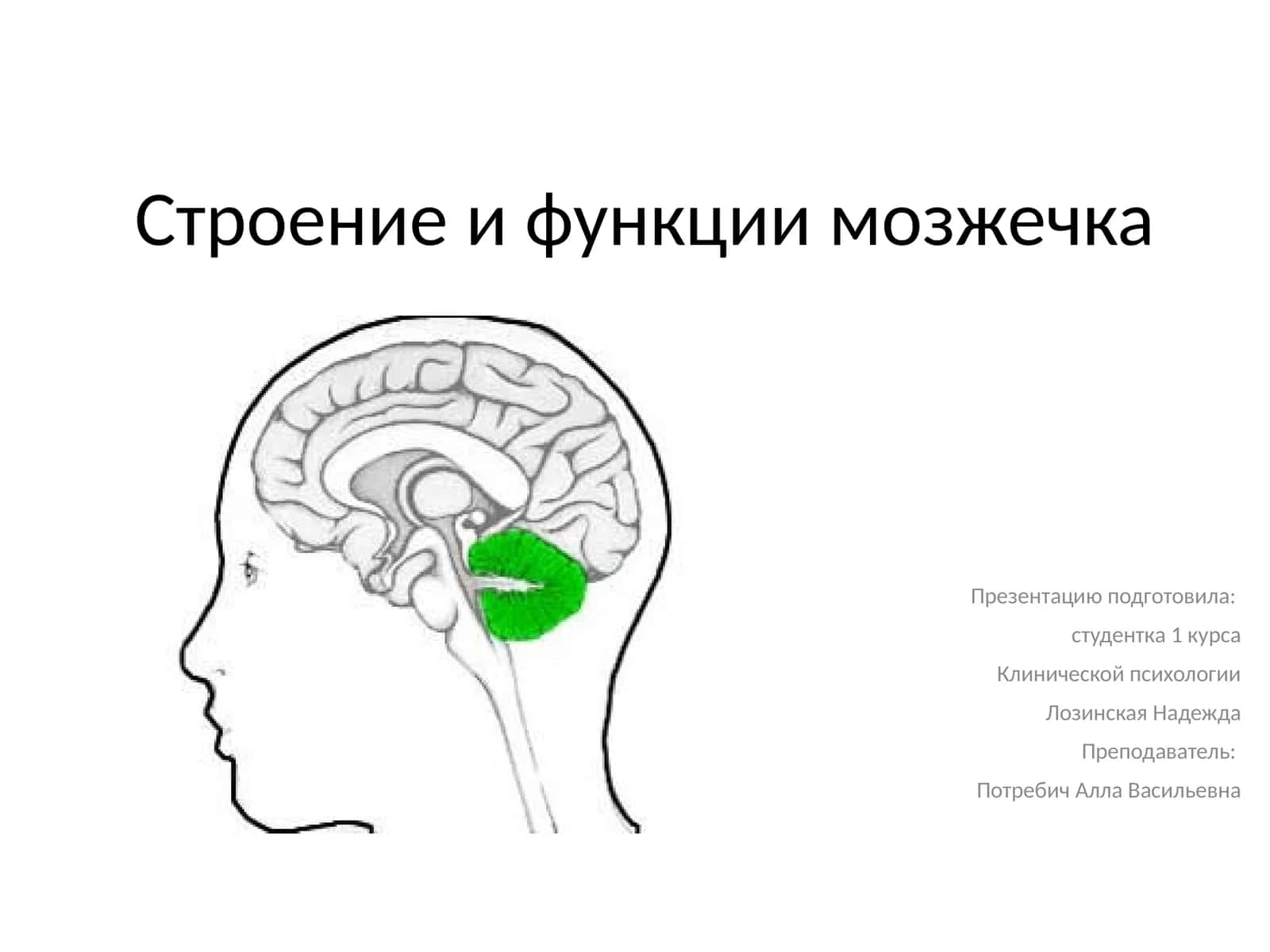 Мозжечок