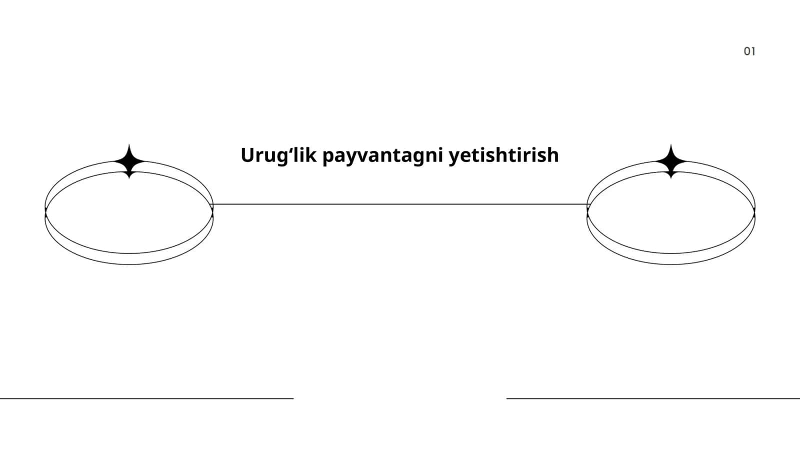Urugʻlik payvantagni yetishtirish