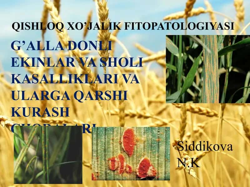 Qishloq xo’jalik fitopatologiyasi: G’alla donli ekinlar va sholi kasalliklari va ularga qarshi kurash choralari