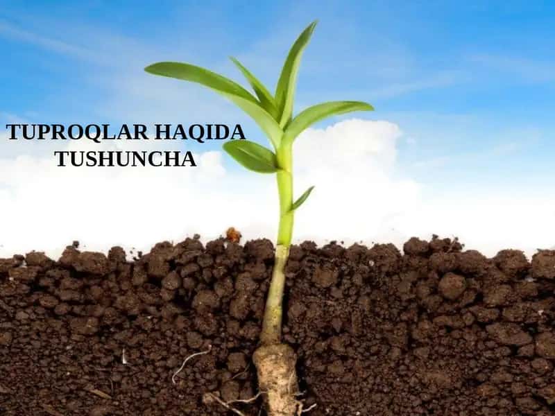Тuproqlar haqida tushuncha
