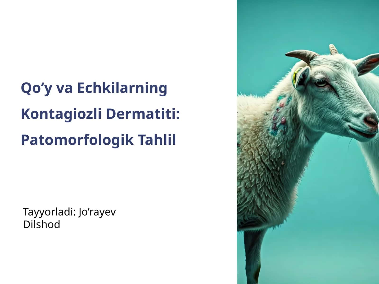 Qo‘y va Echkilarning Kontagiozli Dermatiti: Patomorfologik Tahlil