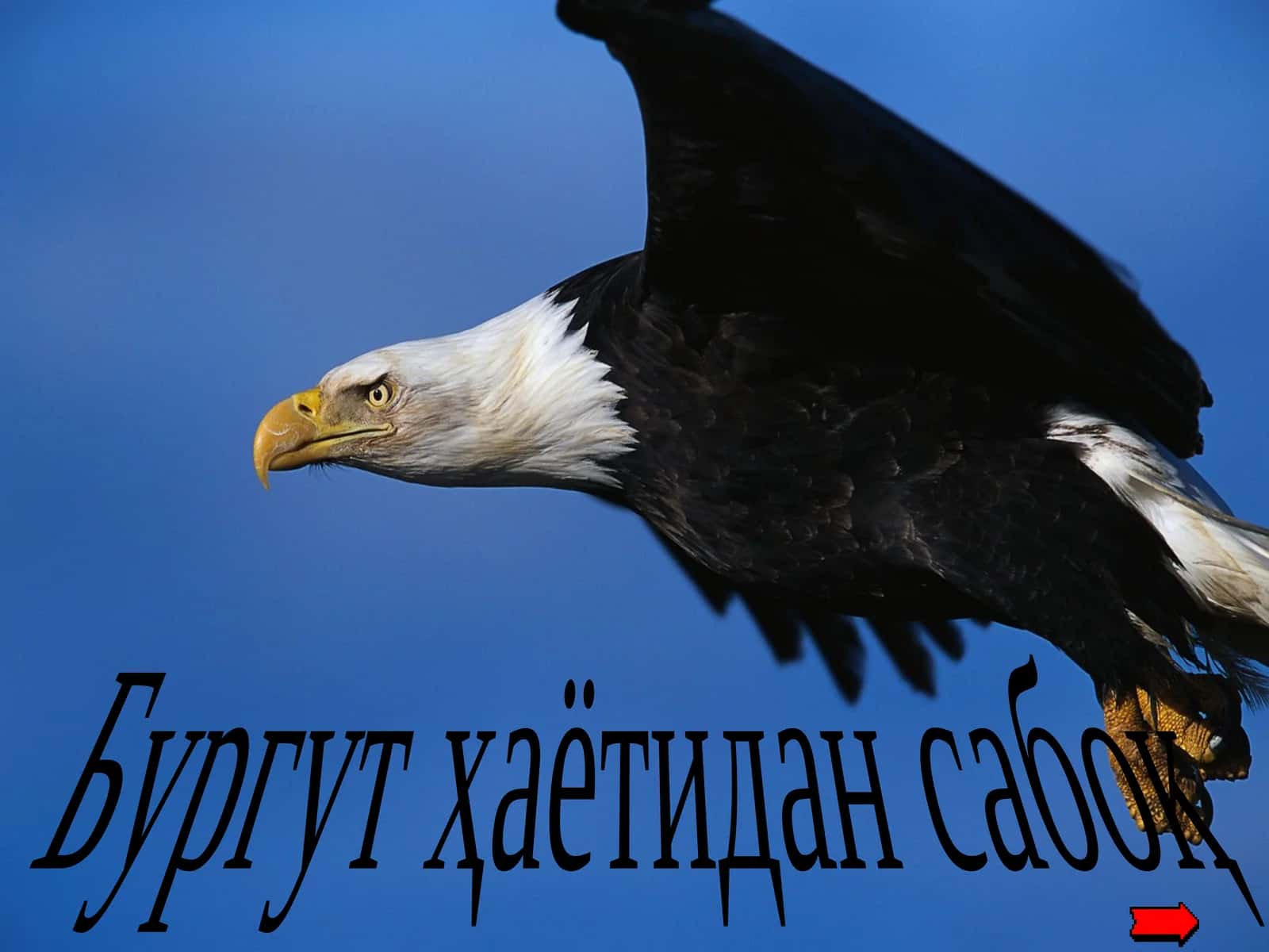 Бургут ҳаётидан сабоқ