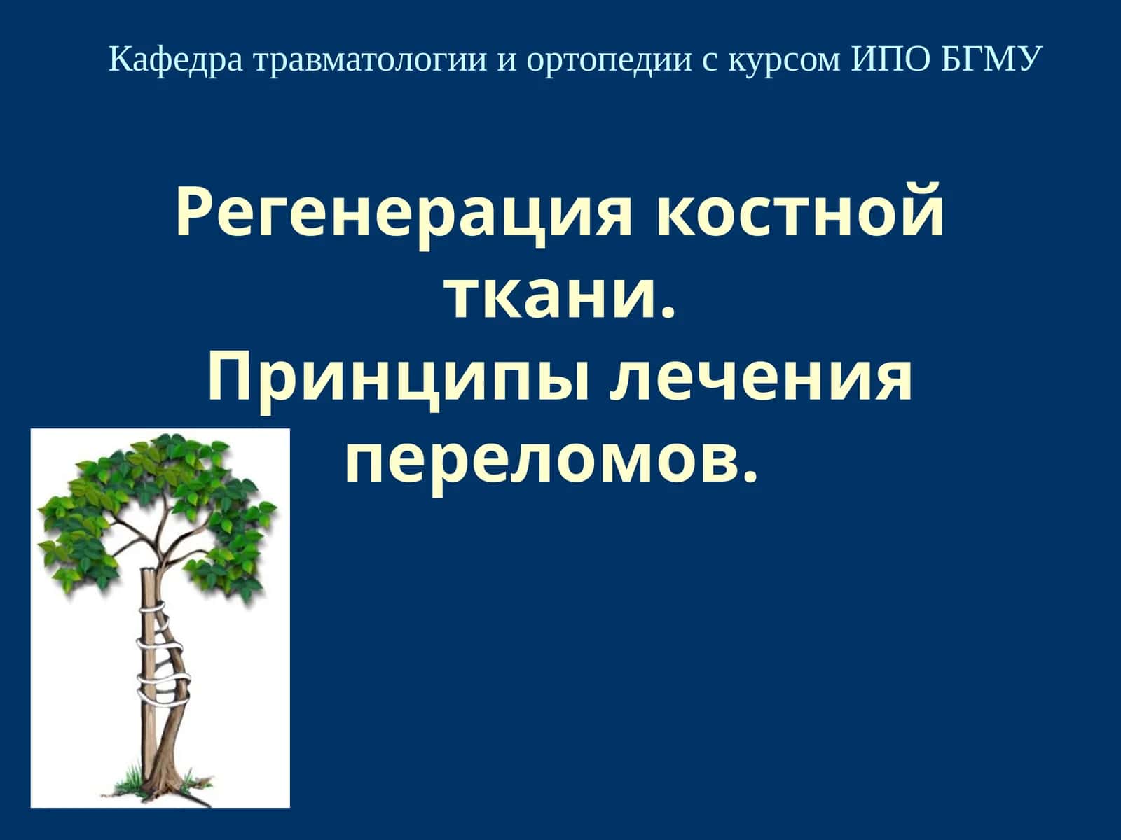 Регенерация костной ткани.Принципы лечения переломов