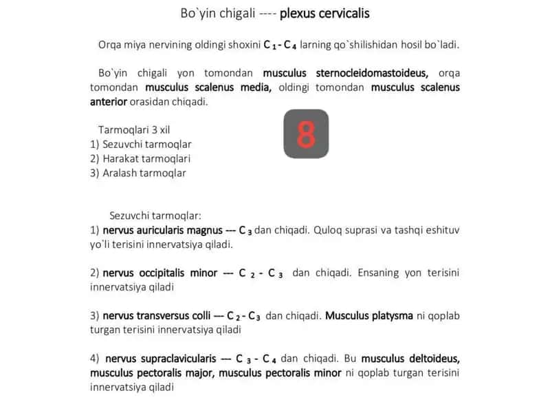 Bo'yin chigali