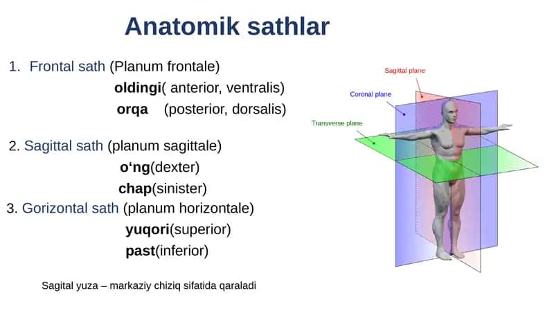 Anatomiksathlar