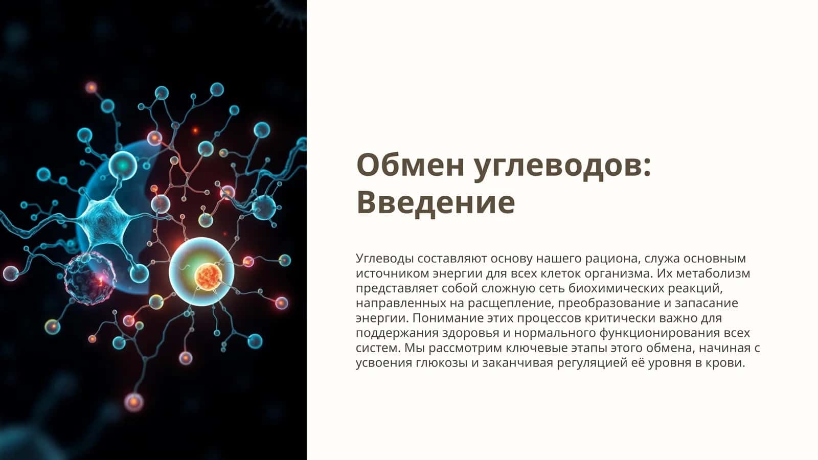 Обмен углеводов: Введение