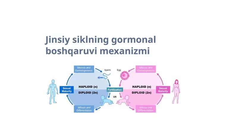 Jinsiy siklning gormonal boshqaruvi mexanizmi