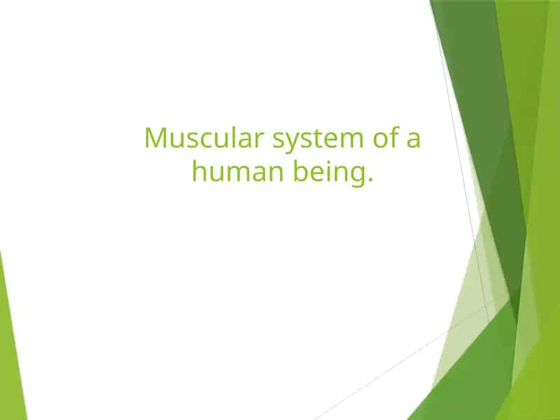 Muscular system of a human being.