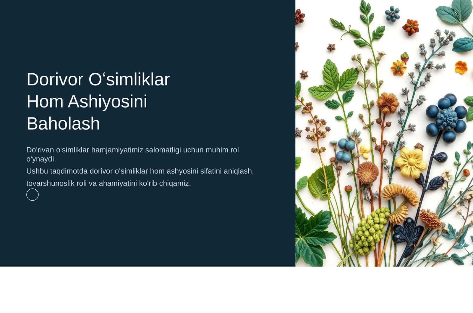 Dorivor Oʻsimliklar