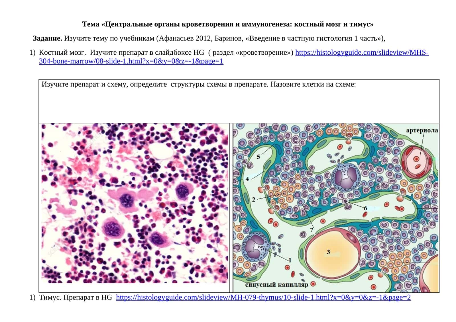 Центральные органы кроветворения и иммуногенеза: костный мозг и тимус