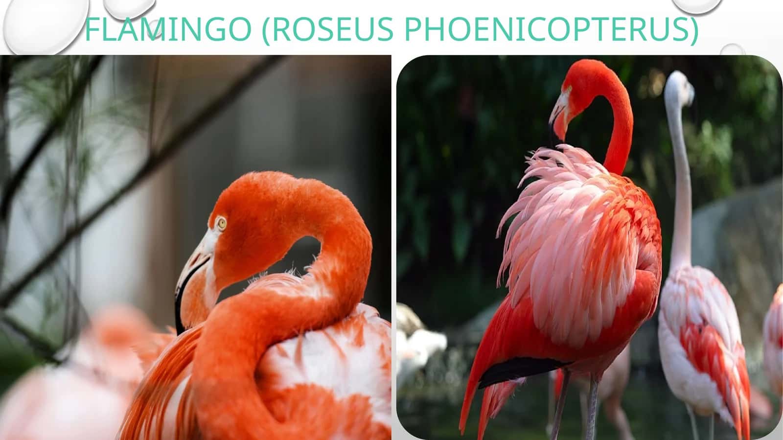 Pushti flamingo (Roseus phoenicopterus)