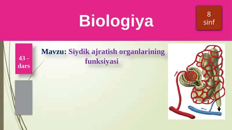 Siydikajratish organlarining funksiyasi