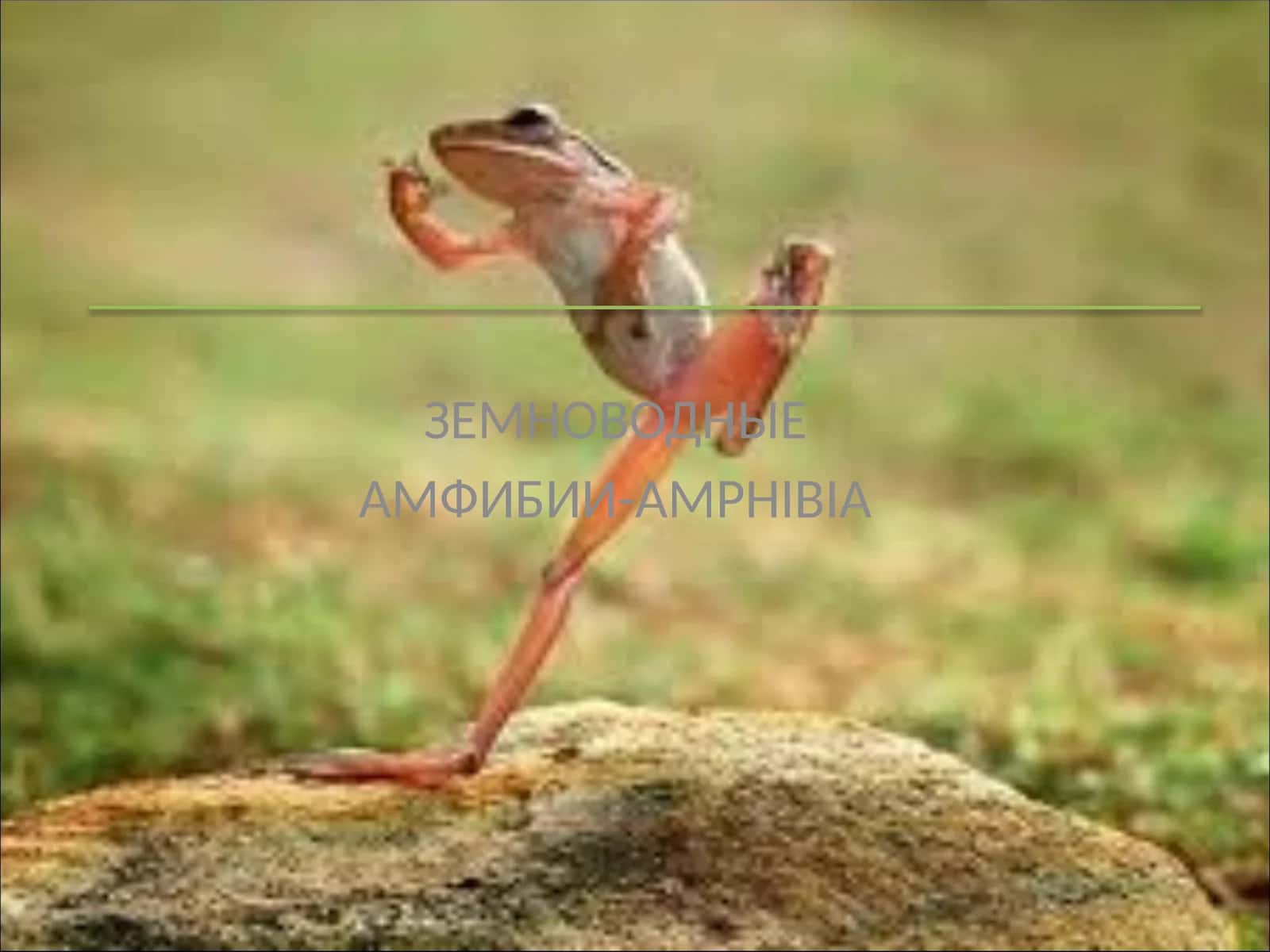 ЗЕМНОВОДНЫЕ