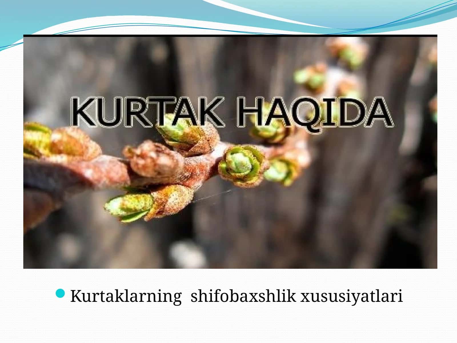 Kurtaklarning Shifobaxshlik Xususiyatlari