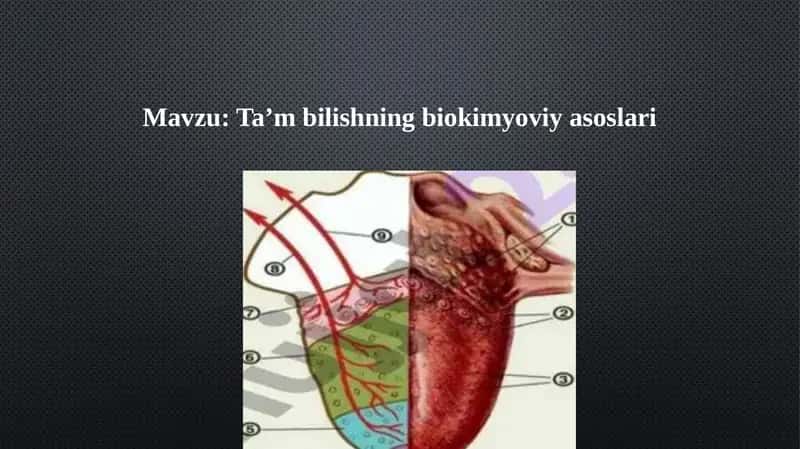 Ta’m bilishning biokimyoviy asoslari