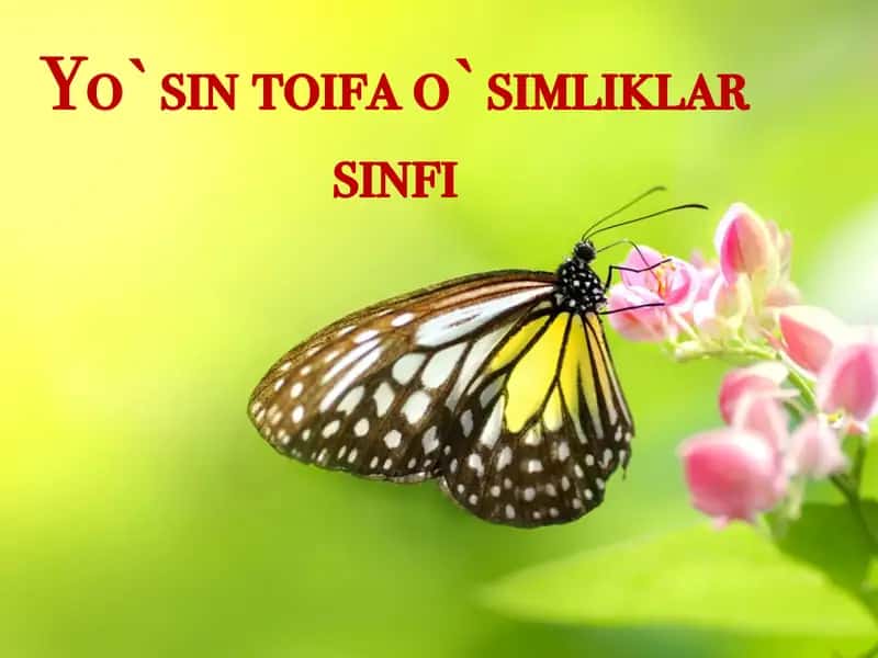Yo`sin toifa o`simliklar sinfi