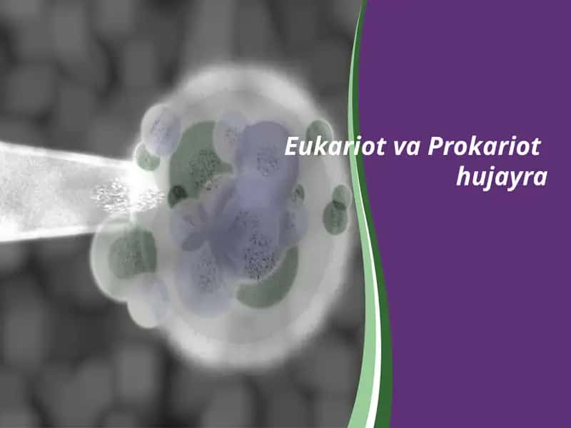 Eukariot va Prokariot hujayra