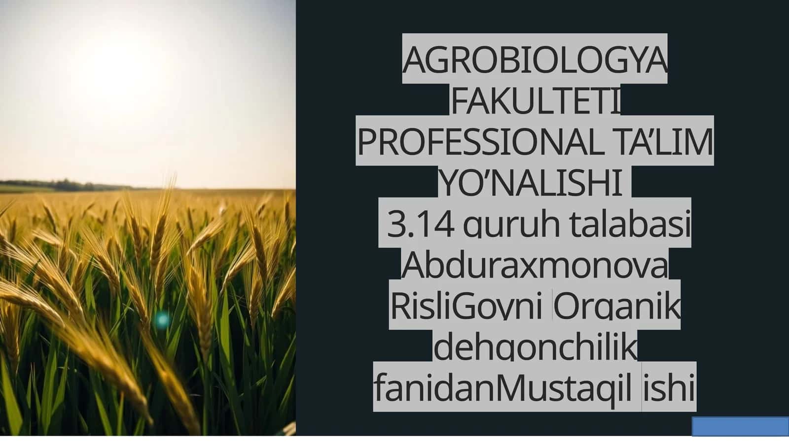 Organik dehqonchilikda donli ekinlar yetishtirish