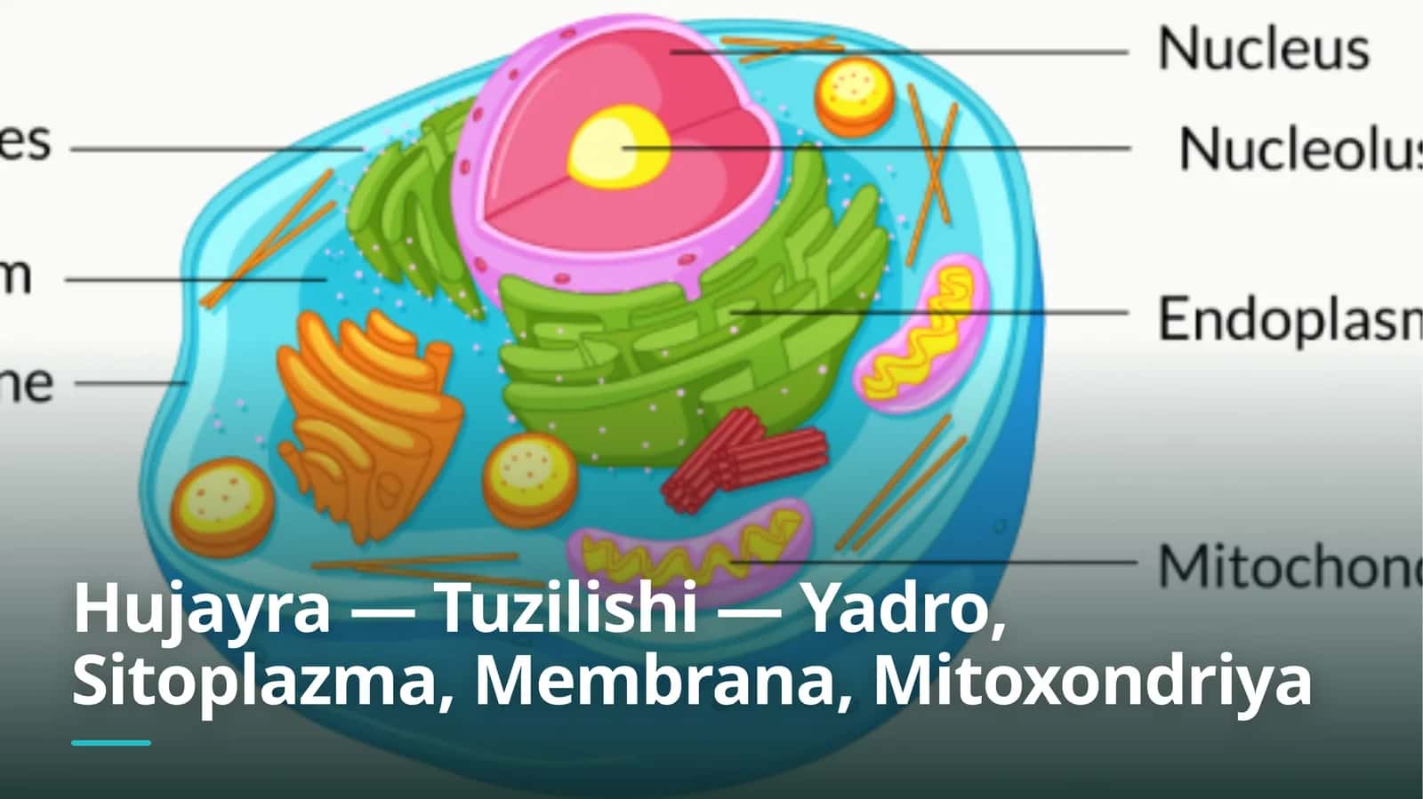 Hujayra — Tuzilishi — Yadro, Sitoplazma, Membrana, Mitoxondriya