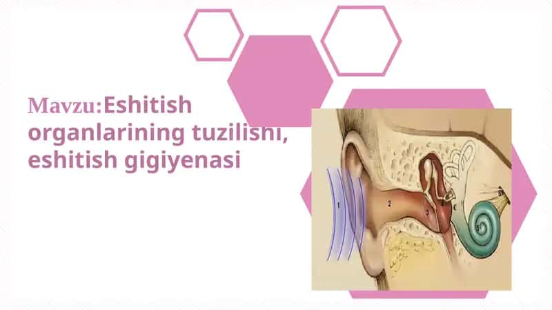 Eshitish organi. Quloqning tuzilishi
