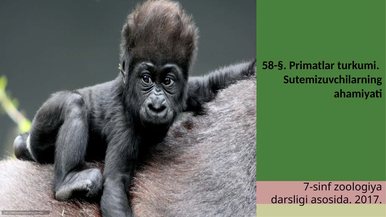 7-sinf Zoologiya 'Primatlar turkumi, sutemizuvchilarning ahamiyati' ko'rgazma
