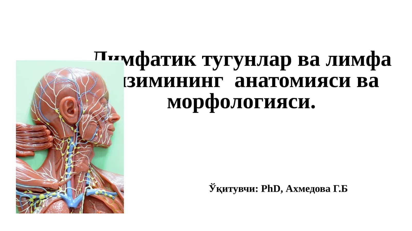 Лимфатик тугунлар анатомияси ва морфологияси