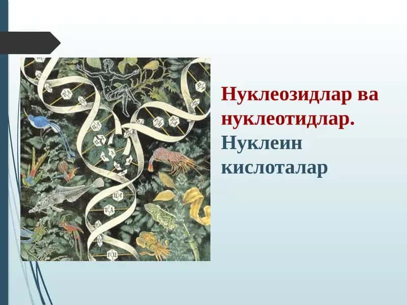 Нуклеозидлар ва нуклеотидлар