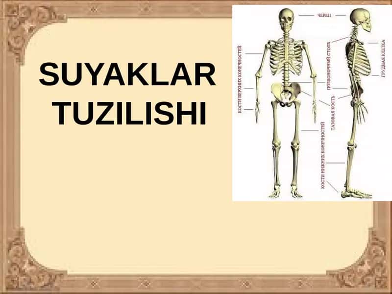 SUYAKLARTUZILISHI