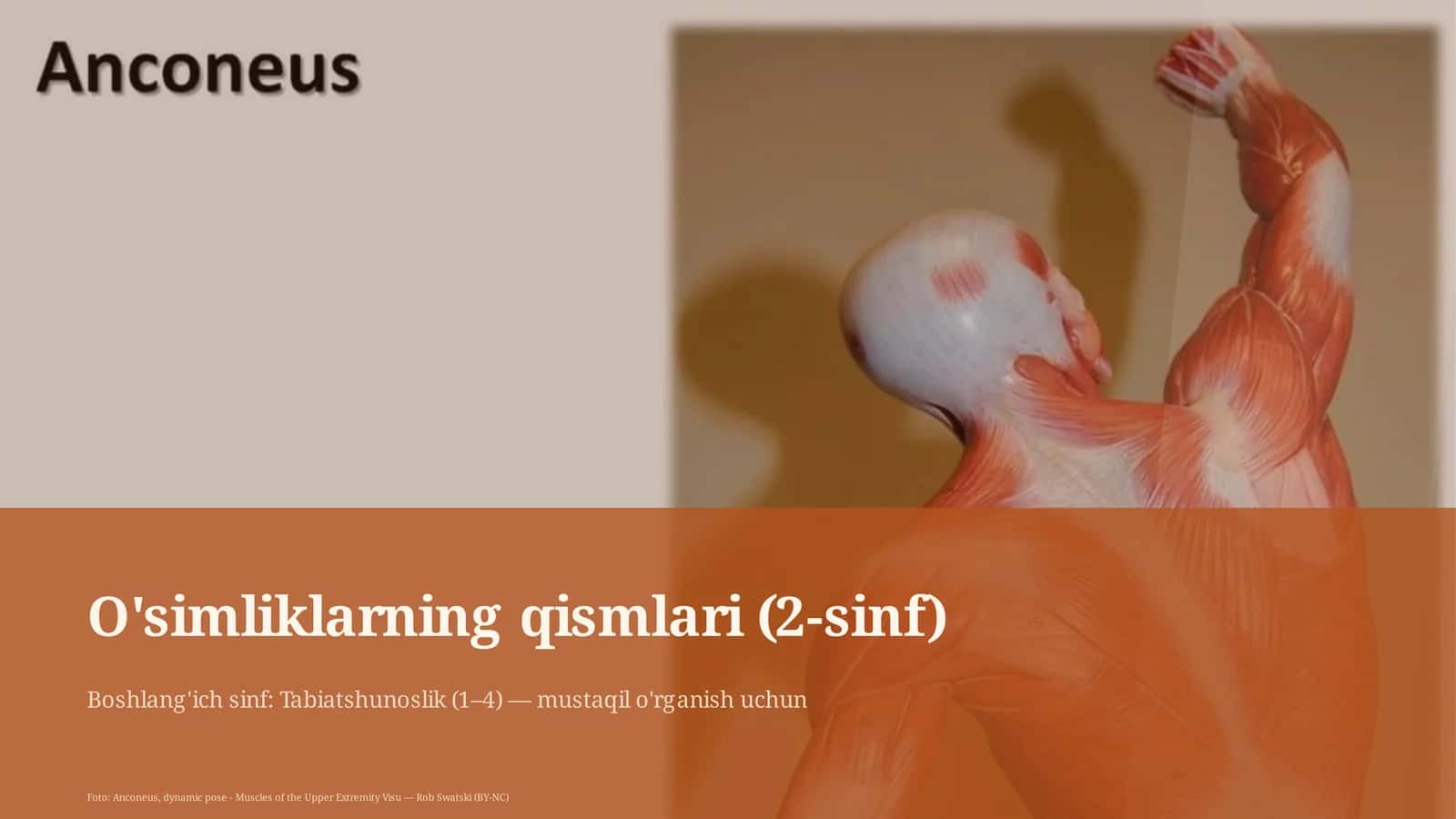 O'simliklarning qismlari (2-sinf)