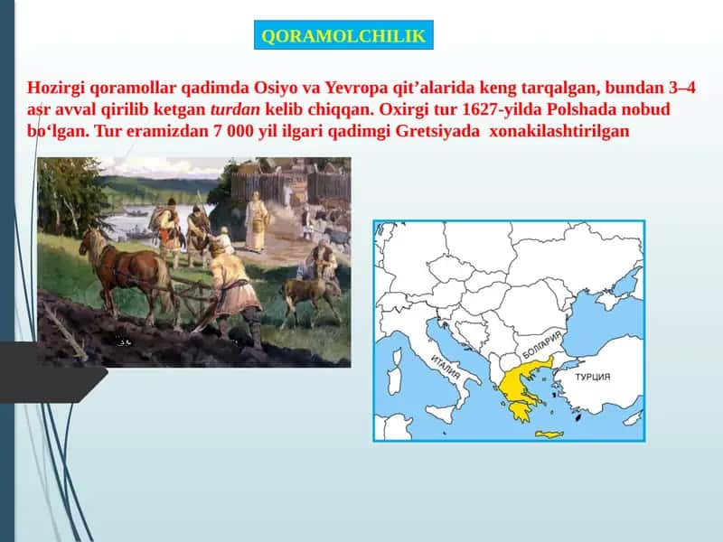 QORAMOLCHILIK