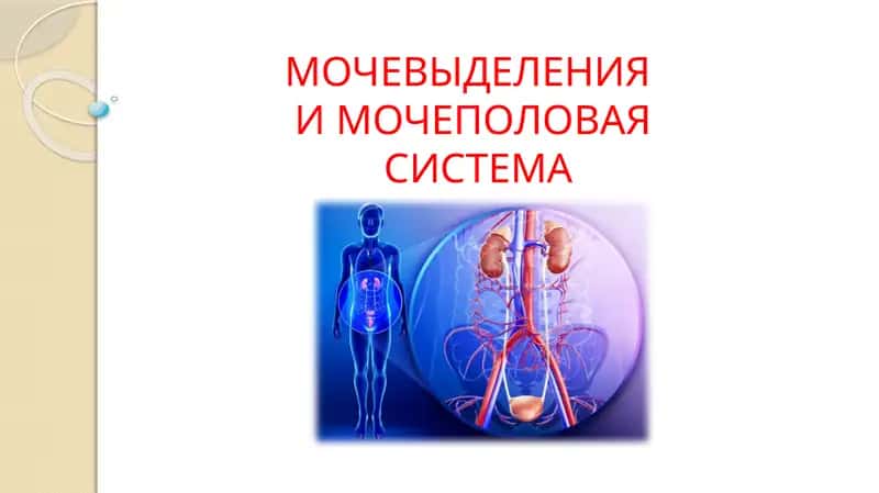 МОЧЕВЫДЕЛЕНИЯ И МОЧЕПОЛОВАЯ СИСТЕМА