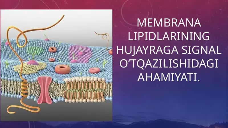 Membrana lipidlarining hujayraga signal oʼtqazilishidagi ahamiyati.