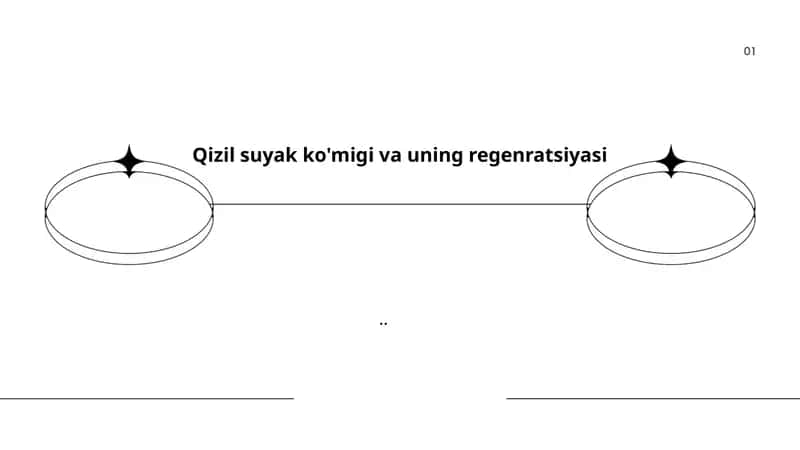Qizil suyak ko'migi anatomiyasi va regenratsiyasi