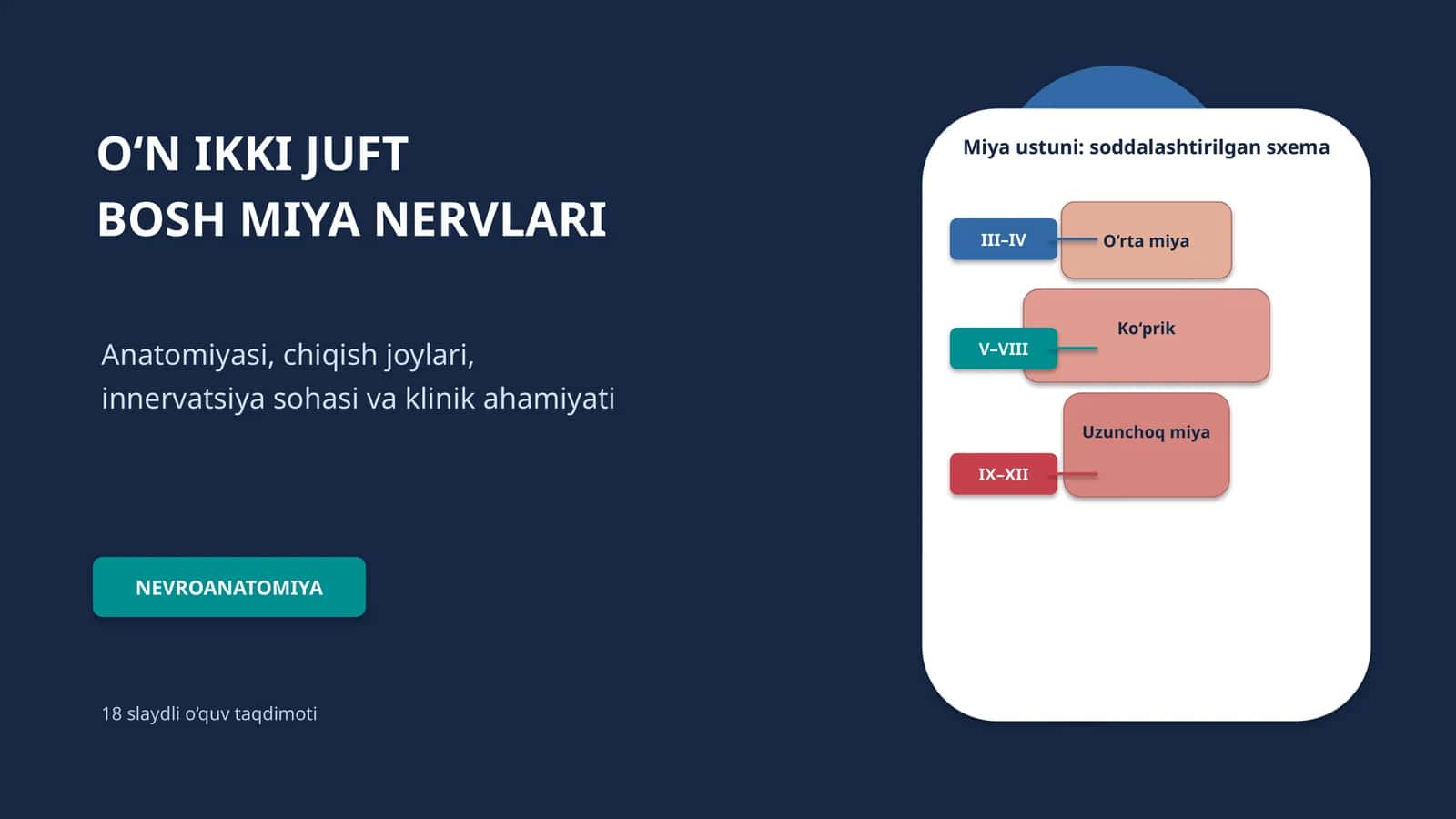 O‘N IKKI JUFT BOSH MIYA NERVLARI