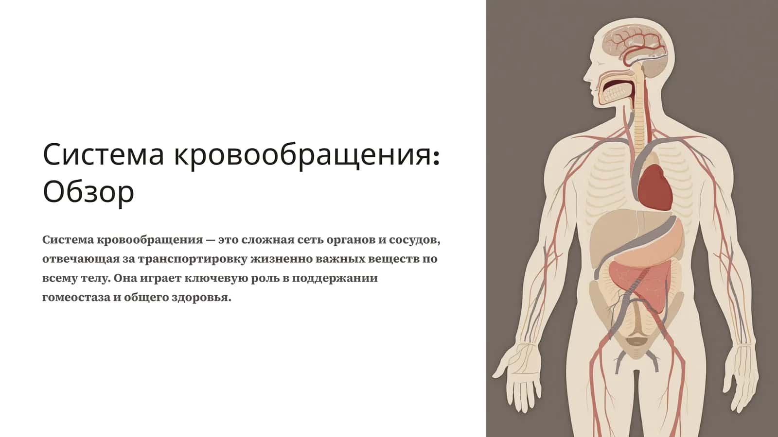 Система кровообращения: Обзор