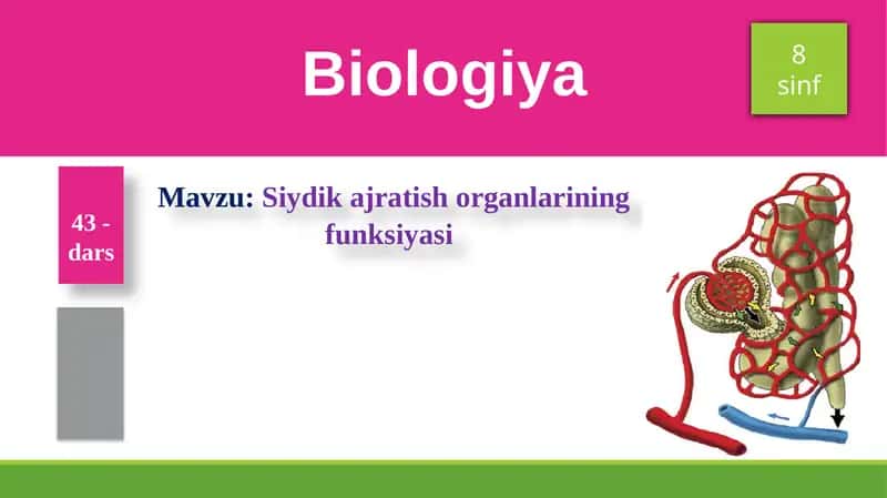 Siydikajratish organlarining funksiyasi