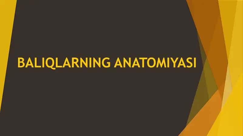 BALIQLARNING ANATOMIYASI