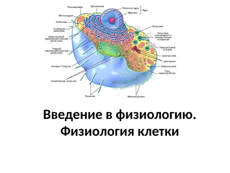 Введение в физиологию