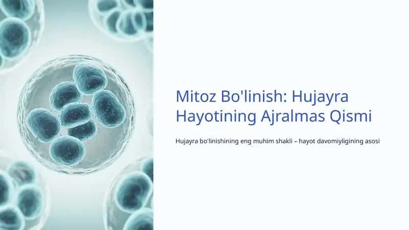 Mitoz Bo'linish: Hujayra Hayotining Ajralmas Qismi