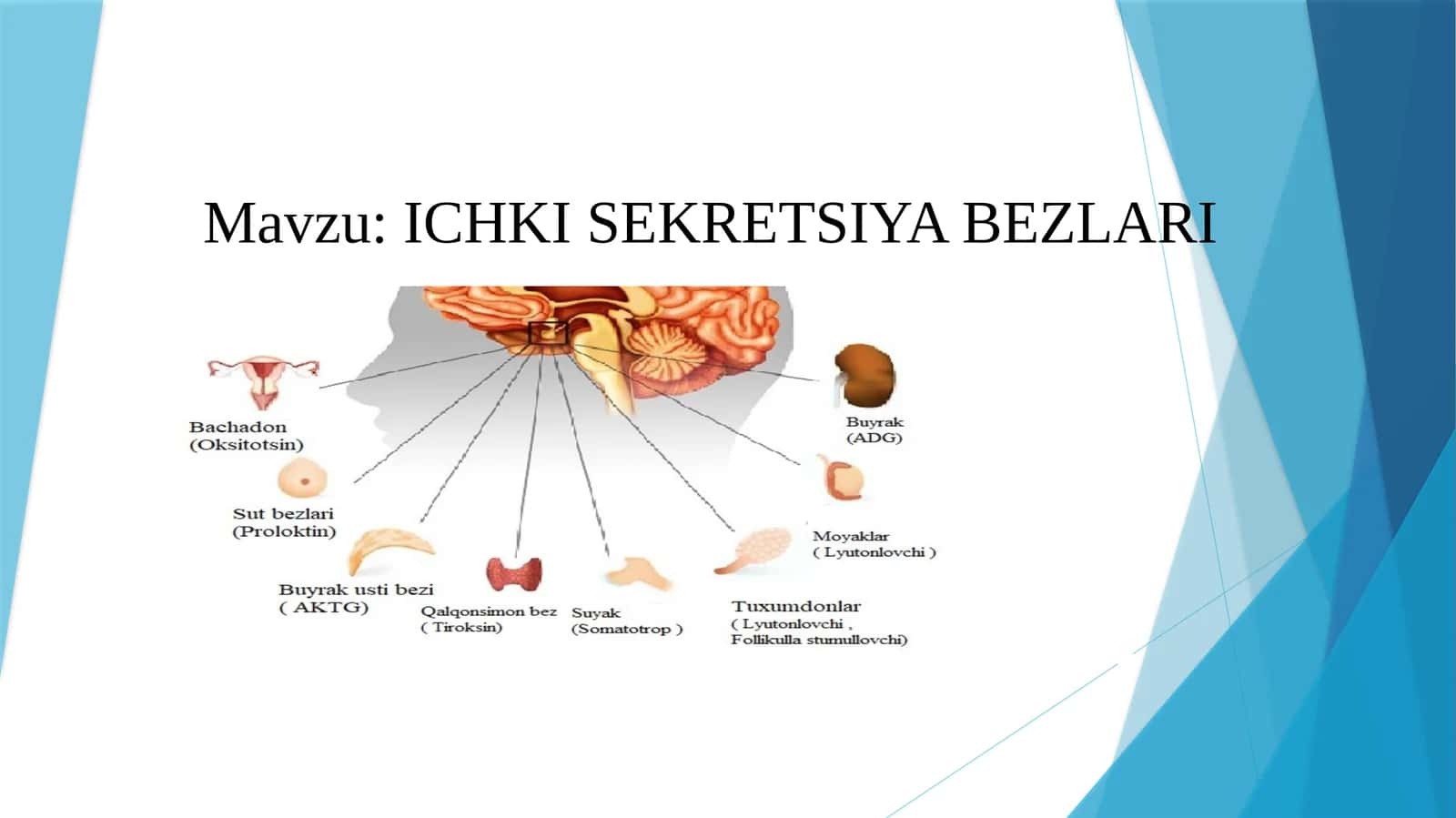 ICHKI SEKRETSIYA BEZLARI