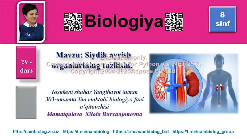 Siydik ayrish organlarining tuzilishi
