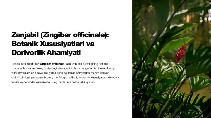 Zanjabil-Zingiber-officinale-Botanik-Xususiyatlari-va-Dorivorlik-Ahamiyati
