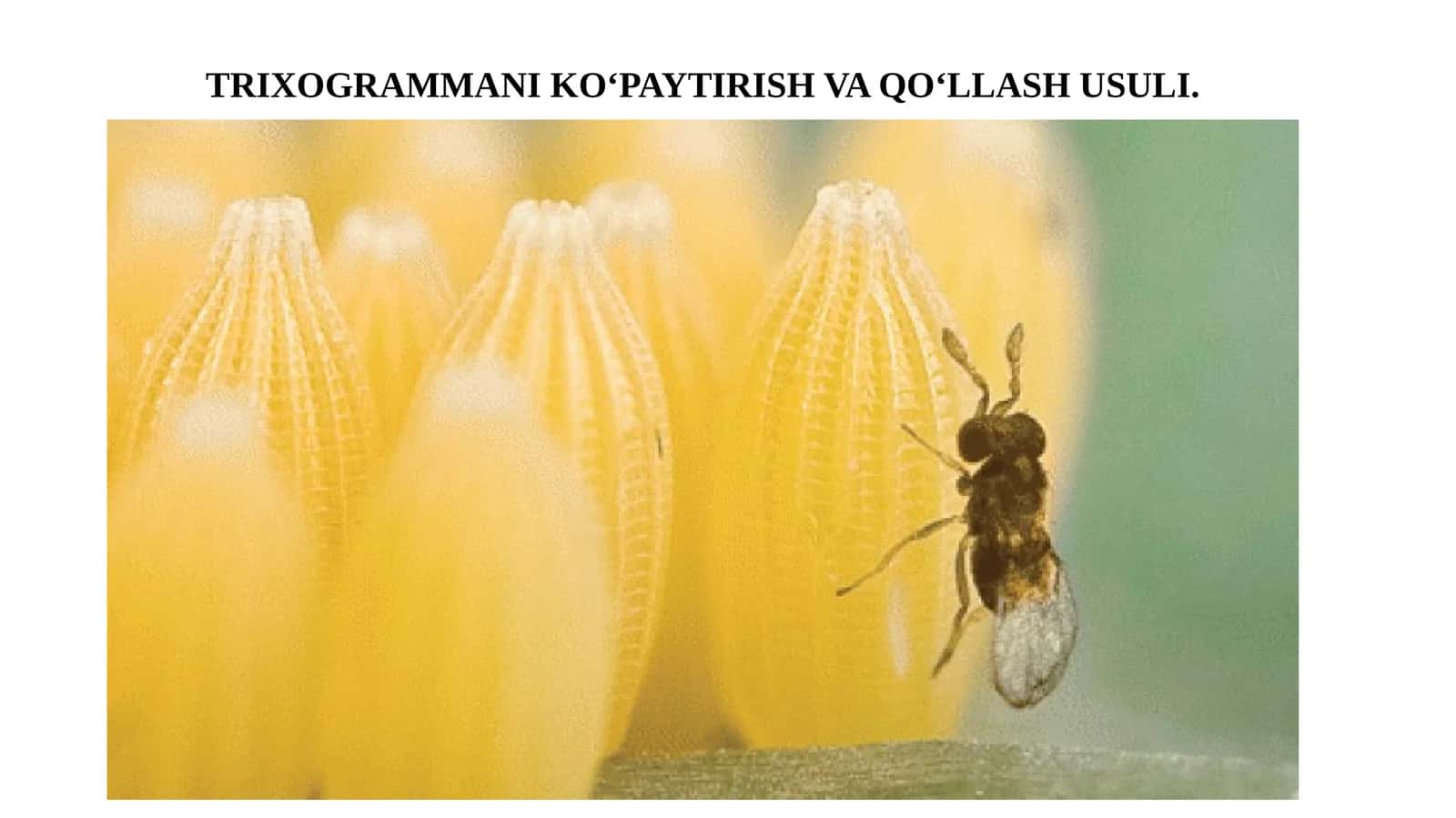 Trixogrammani ko‘paytirish va qo‘llash usuli