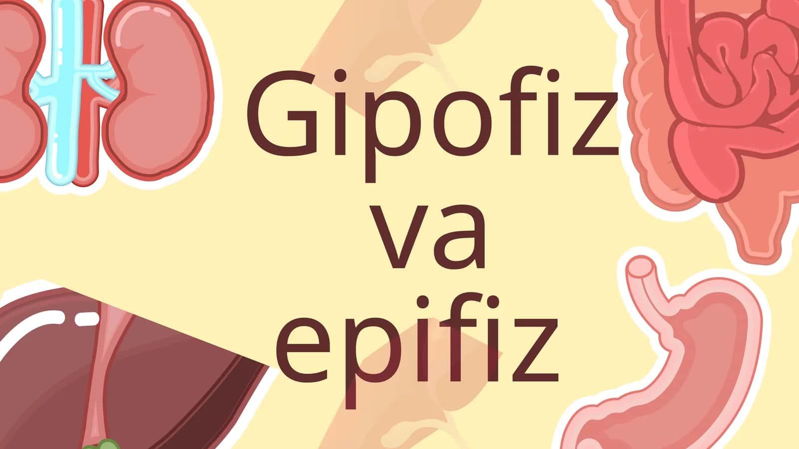 Gipofiz va epifiz