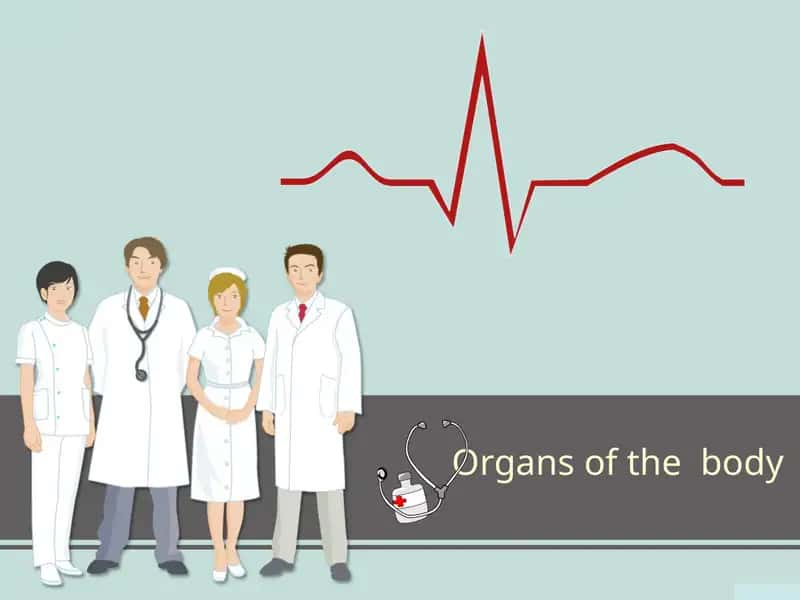 Organs of the body